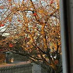 Am Kirschbaum * هيلبولتشتاين